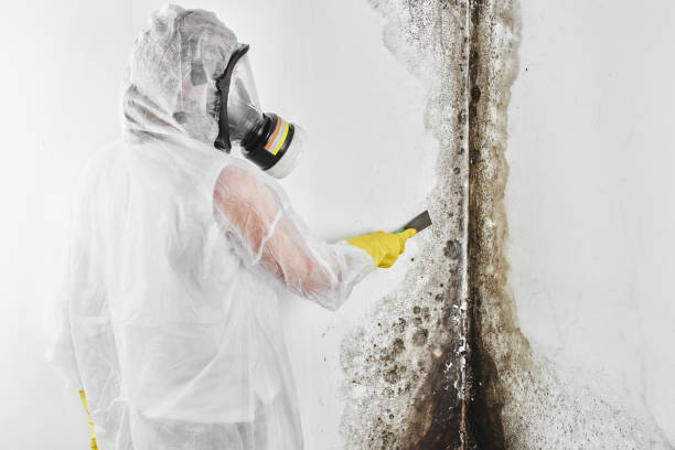 Reliable Nahunta, GA Mold Remediation Solutions