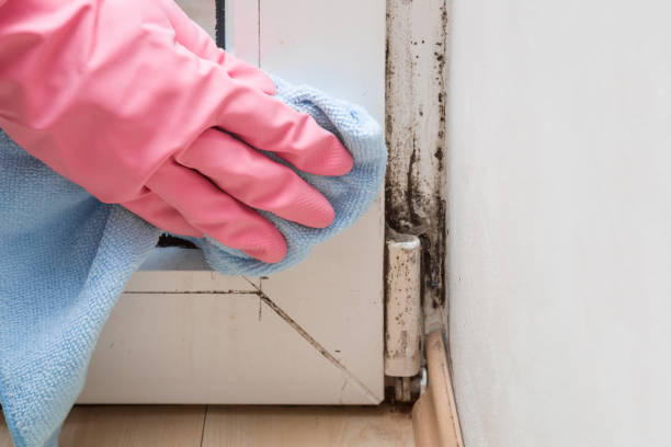 Best Post-Flood Mold Remediation in Nahunta, GA