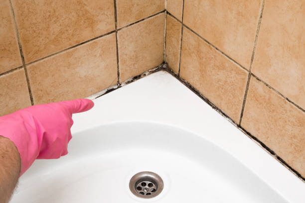 Best Mold Remediation for Specific Building Types in Nahunta, GA